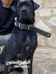  1 كلب مفقود ..