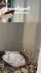  14 حمام كش وزق شغالات