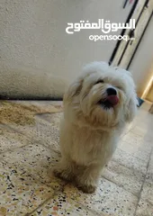  2 Maltese male 2 years old very friendly