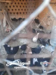 1 فراخ حبش اسود