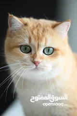  11 Scottish British shorthair longhair kittens British shorthair Scottish fold kittens Scottish