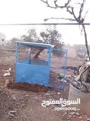  5 دجاج بلدي +خم جاج كبير