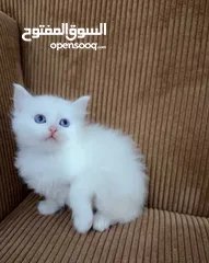  10 قــطــط لــلــبــيــع