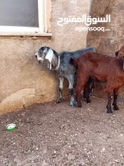  1 سخلتين شاميات نخب اول ماشاء الله