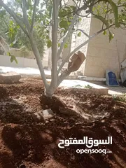  21 كافة الخدمات والأعمال الزراعية بأحدث الطرق العلمية