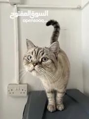  14 قطتان جميلتان تبحثان عن بيت دافئ  Two lovely cats looking for a loving home