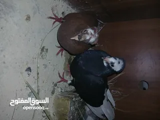  8 4 جواز شغاله  وفحل مكفوله للبيع دون الفراخ 35 دينار كوم