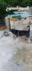  1 كلب هاسكي للبيع
