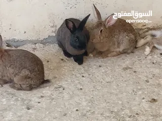  4 أرانب ذكور  للبيع في عمان جاوا  5 دنانير الواحد عدد 7