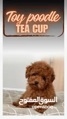  1 Toy Poodle - Tea Cup  ( puppy ) - Female
