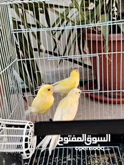  2 جوز وتر سلاجر معهم ثلث فراخ