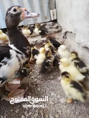  3 يتوفر صيصان بط للبيع