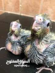  2 Grey Cockateil baby chicks