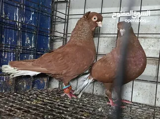  21 حمام الماني نخب جواز وفردات