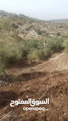  5 ارض على طريق بلعا دير الغصون قبل مفرق اكتابا