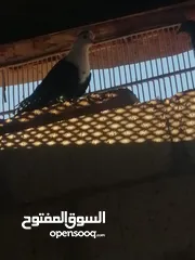  4 حمام للبيع