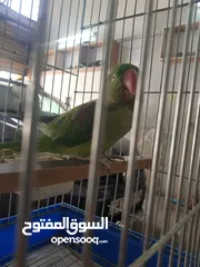  18 ببغاء كساندرا  متكلم ثوب كامل حجم دبل دبل دبل جامبو لعوب بسبح للي خلقه الوان غامقه جميله
