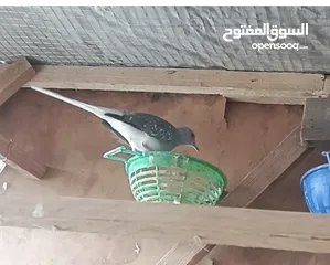  2 جوز حمام ماسي شغال تحته بيض موجودات في اربد