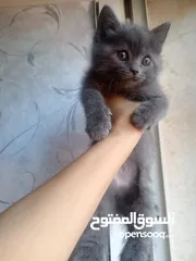  1 انثى بريتيش 50 يوم للبيع