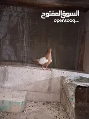  3 متاح طواير حلوات شغلات مكفولات شغل كينه شغل ماشاء الله