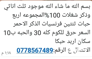  1 أرانب البيع عدد 10 كل شغال