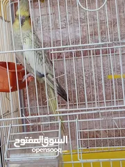  2 عصفور كوكتيل للبيع