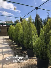  1 مشاتل الاندلس لانتاج وبيع جميع انواع الاشجار البلديه والمستوردة
