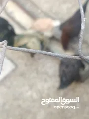  5 فراخ دجاج براهمي جميع الانواع البزرة الاصليه وباكستاني ماخذات جميع المطاعيم