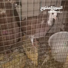  1 حمام قفل من اخير