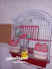  2 4 عصافير طيور الحب مع بيضهم