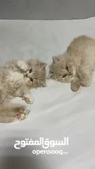 3 ‏قطة شيرازي