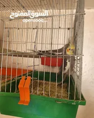 2 يوجد لدي اربع ببغاوات كوكتيل ما في ولا واحد منهم اليف في واحد بس شوي اليف  شاهد الوصف