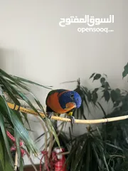  2 Lovely rainbow lorikeet trained and can do some tricks