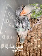  1 درة روز وكوكتيل
