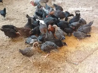  1 بسم الله ماشاءالله موجود فرخات بلدي نخب اول العدد 85 حبة العمر شهرين صلاة النبي الي شرا يرن ما منقصر