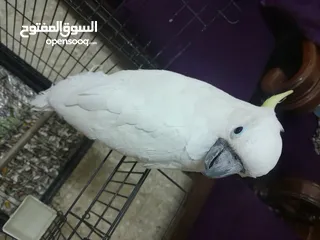  2 كوكاتو اليف للبيع