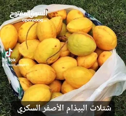  27 بيع شتلات بوت/كرز/بشملة/لوز/كازو/موز عملاق وأحمر/سدر مقضماني/بوت باكستان ، وبرقوق .. وغيرهن