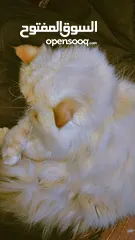  2 قط للتبني ذكر