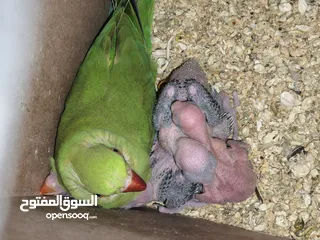 13 ببغاء كويكر. و دره. و فراخ دره و كويكر  تابع وصف طيور بسعر حرق
