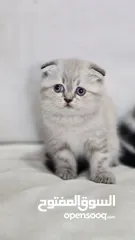  3 Scottish fold cats male and female  2 month  old