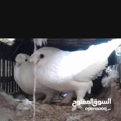  6 حمام و زغاليل مكاوي الوان و اعمار مختلفة