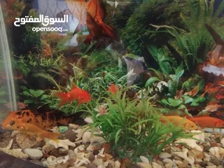  2 سمك زينه للبيع