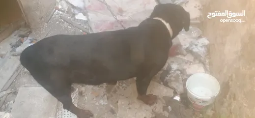  3 جوز كلاب روت ويلر ولانثى معشره