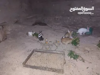  3 خمس اناثي وذكر شغالات للبيع  بسعر مناسب