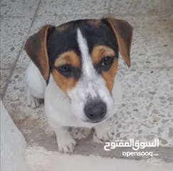 1 Kalba s8ira (jack russell) for sale