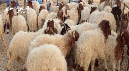 1 ذبح اضاحي  متنقل