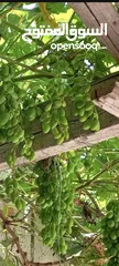  4 عنب للورق و الثمر تقليم