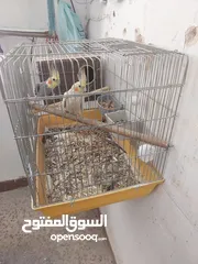  1 جوز كوكتيل شغلات للبدل على طيور روز الشرط شغلات  وأربع جواز حب للبيع