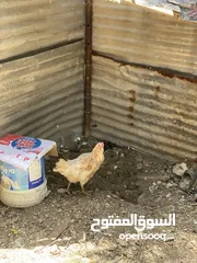  4 ديج ودجاجه للبيع حلوات مال بيت صحه خير من الله