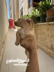  6 ‎ للبيع: جراء شيواوا صغيرة الحجم – شكل فاخر